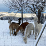 Alpakas_NaturGuet_Elsau