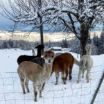 Alpakas_NaturGuet_Elsau2